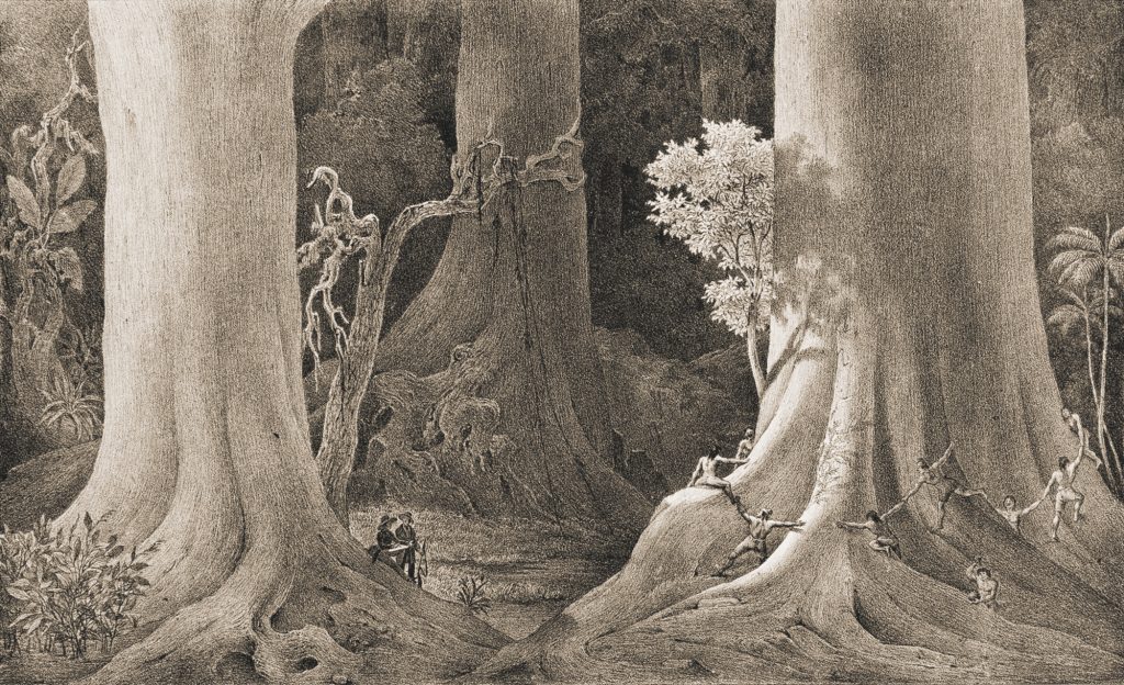 As árvores que nasceram antes de Cristo na floresta às margens do Rio Amazonas, c.1840 Carl Friedrich Philipp von Martius Litografia em preto e sépia sobre papel